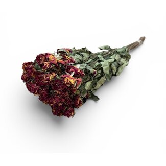 Geel-rode gedroogde Trosrozen | ↕ Lengte 50 cm | Per 10 rozen