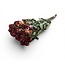Geel-rode gedroogde Trosrozen | ↕ Lengte 50 cm | Per 10 rozen