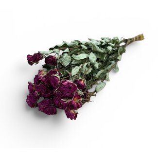 Fuchsiafarbene getrocknete Sprayrosen | ↕ Länge 50 cm | 10 Rosen pro Bündel