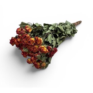 Oranje gedroogde Trosrozen | ↕ Lengte 50 cm | Per 10 rozen