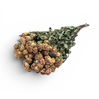 Wit Roze Gedroogde Trosrozen | ↕ Lengte 50 cm | Per 10 rozen