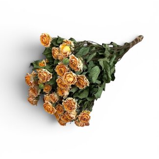 Peach Fuzz gedroogde Trosrozen | ↕ Lengte 50 cm | Per 10 rozen