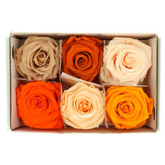 Gepreserveerde Rozen koppen | Kleur: Oranje Mix | Per 6 rozen