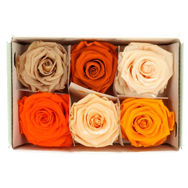 Teste di rose stabilizzate | Colore: Mix arancione | Per 6 rose