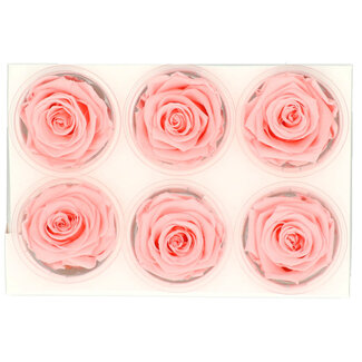Gepreserveerde Rozen koppen | Kleur: Lichtroze | Per 6 rozen