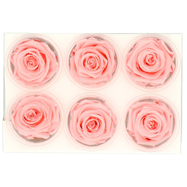 Teste di rose stabilizzate | Colore: Rosa chiaro | Per 6 rose