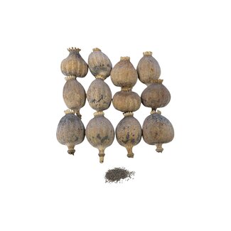Gedroogde papaver koppen | Maat XXL | Oogst 2026 | Per kilo