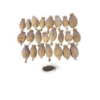 Gedroogde papaver koppen | Maat M | Oogst 2026 | Per kilo