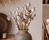 Papaver Somniferum (Slaapbol) - Rustieke Elegantie in je Interieur: Ontdek de Kracht van Gedroogde Papaverbollen