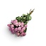 Lavendel Love Gedroogde Trosrozen | ↕ Lengte: 40 cm | Per 10 rozen