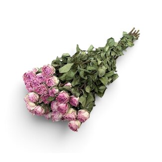 Paars Wit Love Gedroogde Trosrozen | ↕ Lengte: 40 cm | Per 10 rozen