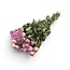 Paars Wit Love Gedroogde Trosrozen | ↕ Lengte: 40 cm | Per 10 rozen