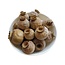 Oostenrijkse papaver koppen | Zaadloos | Oogst 2026 | Per 500 gram
