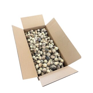 Gedroogde Papaver Koppen | Maat XXL | Oogst 2026 | Per Doos 4,2 kg