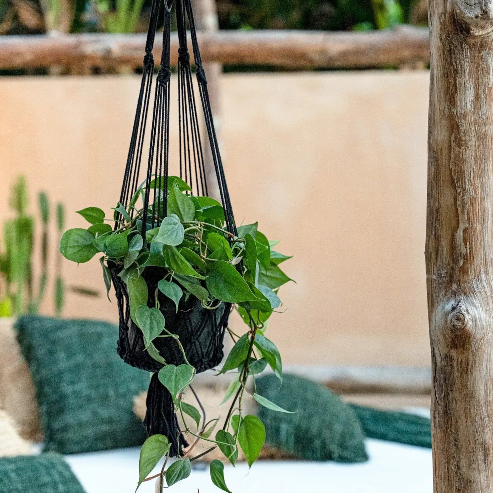 Bazar Bizar Antwerp The Macrame Plant Holder - Black - S