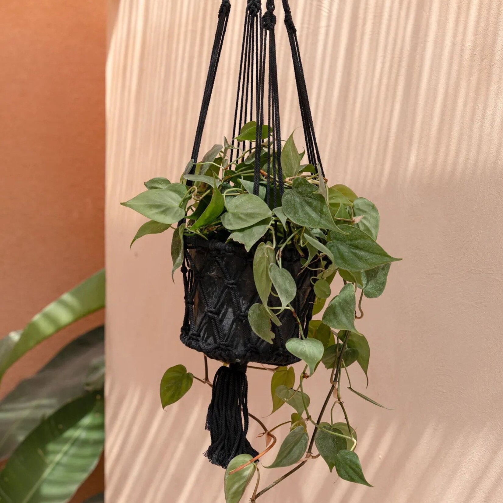 Bazar Bizar Antwerp The Macrame Plant Holder - Black - M