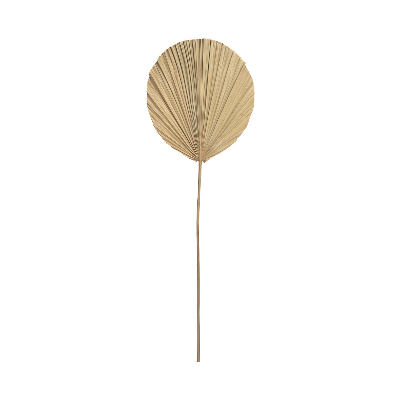 Bazar Bizar Antwerp The Rayung Leaf - Natural
