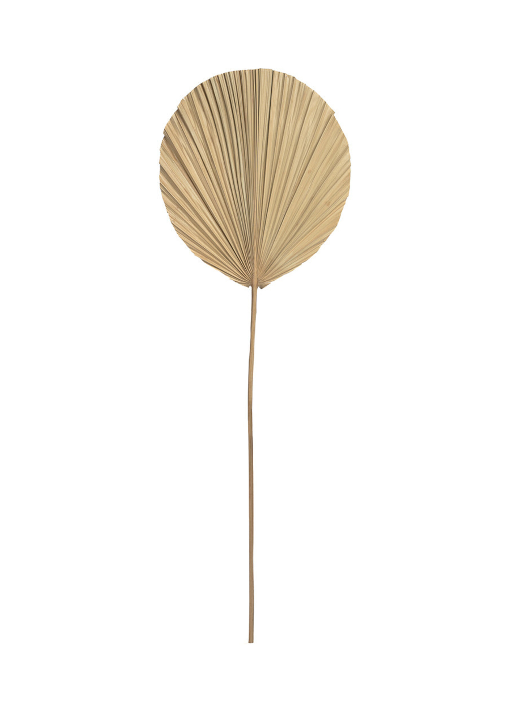 Bazar Bizar Antwerp The Rayung Leaf - Natural