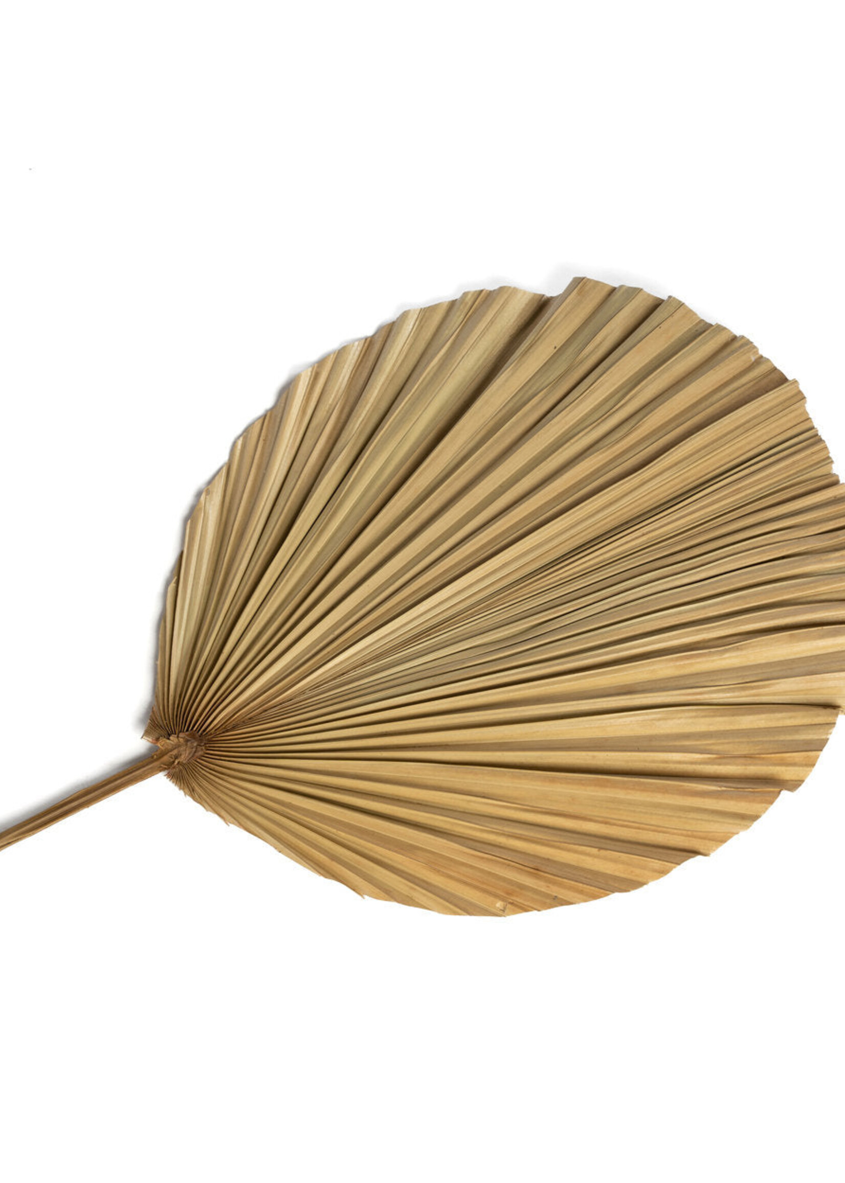 Bazar Bizar Antwerp The Rayung Leaf - Natural