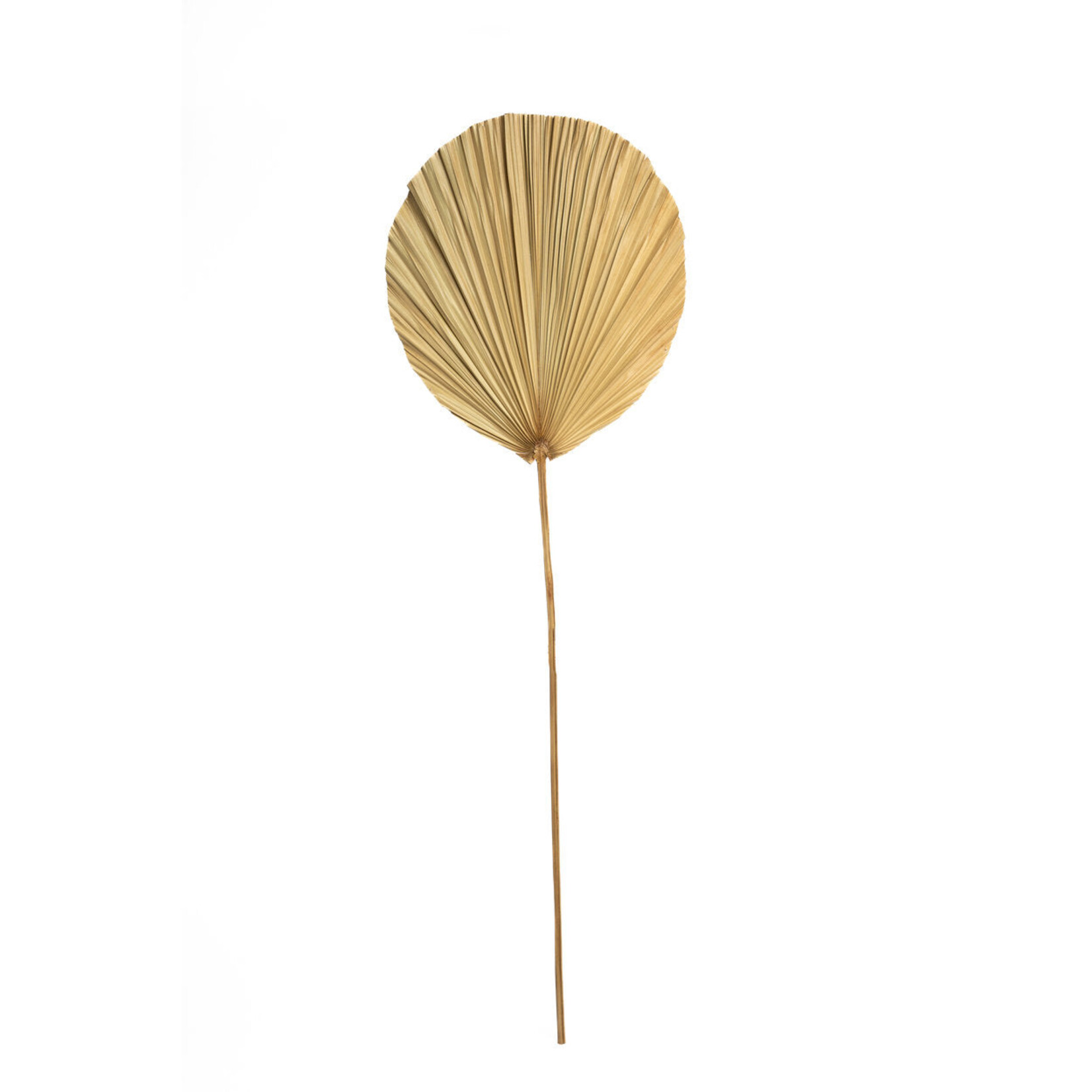 Bazar Bizar Antwerp The Rayung Leaf - Natural