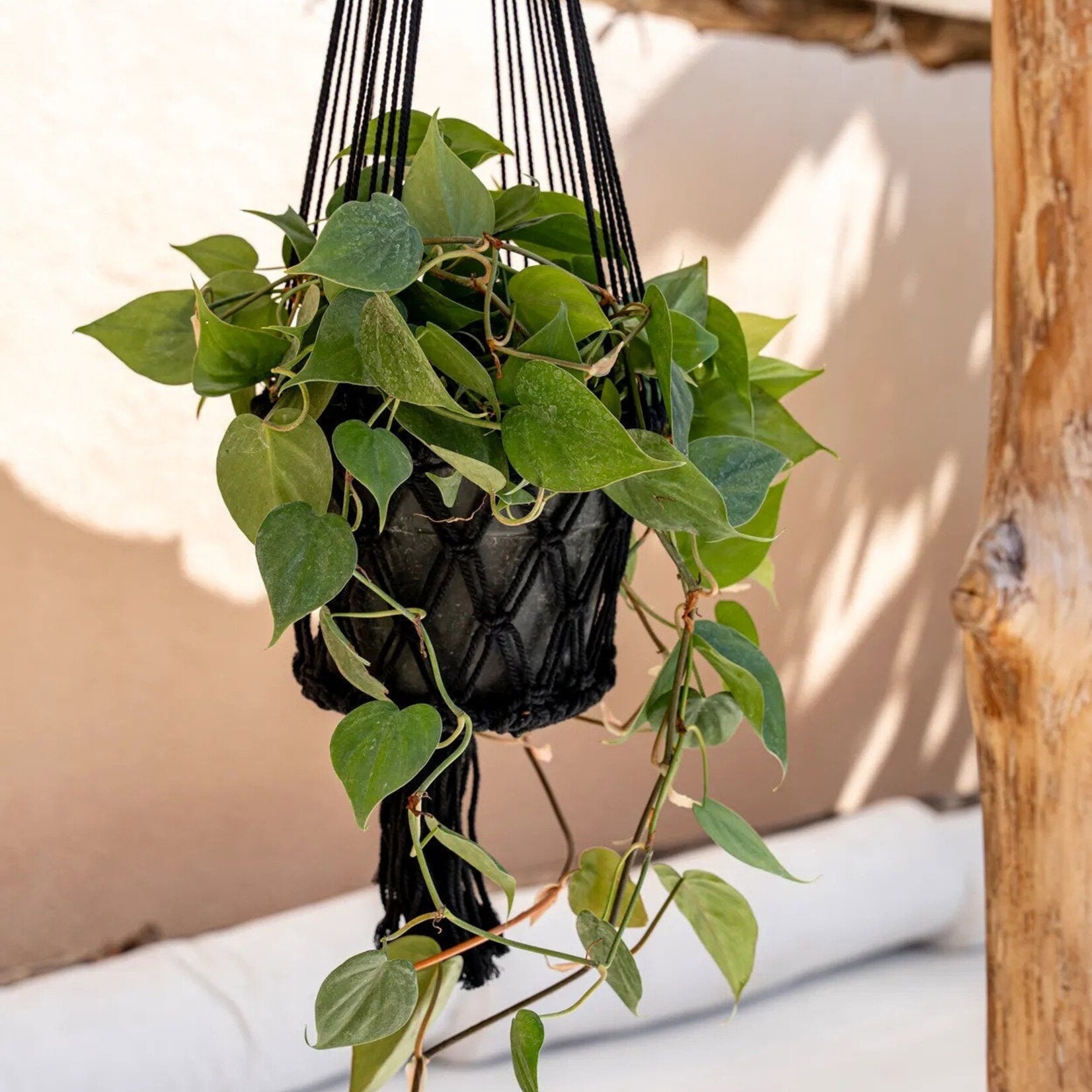 Bazar Bizar Antwerp The Macrame Plant Holder - Black - L