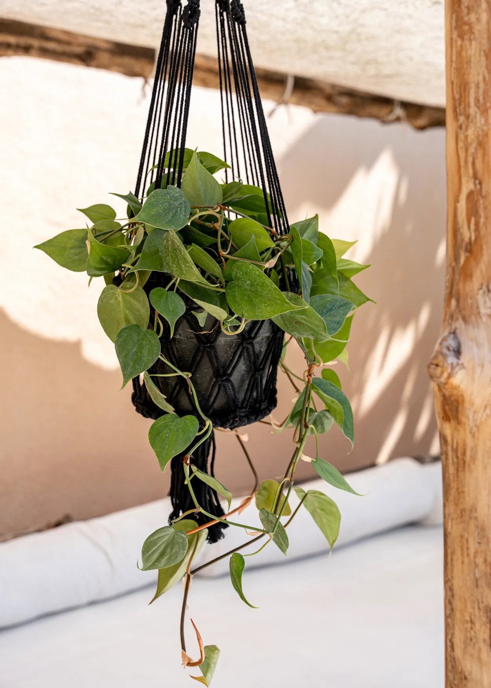 Bazar Bizar Antwerp The Macrame Plant Holder - Black - L