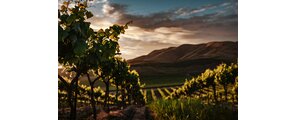 Tenuta San Guido 