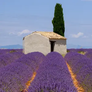 Domaine des terres rouges Franse Provençaalse mosterd met mediterrane kruiden