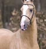 Ponytrends Show hoofdstel leder merrie / hengst