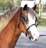 Show bridle leather with embroidery