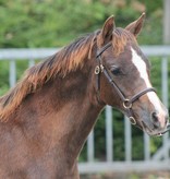 Ponytrends Show bridle leather "plain", adult size with plaited browband