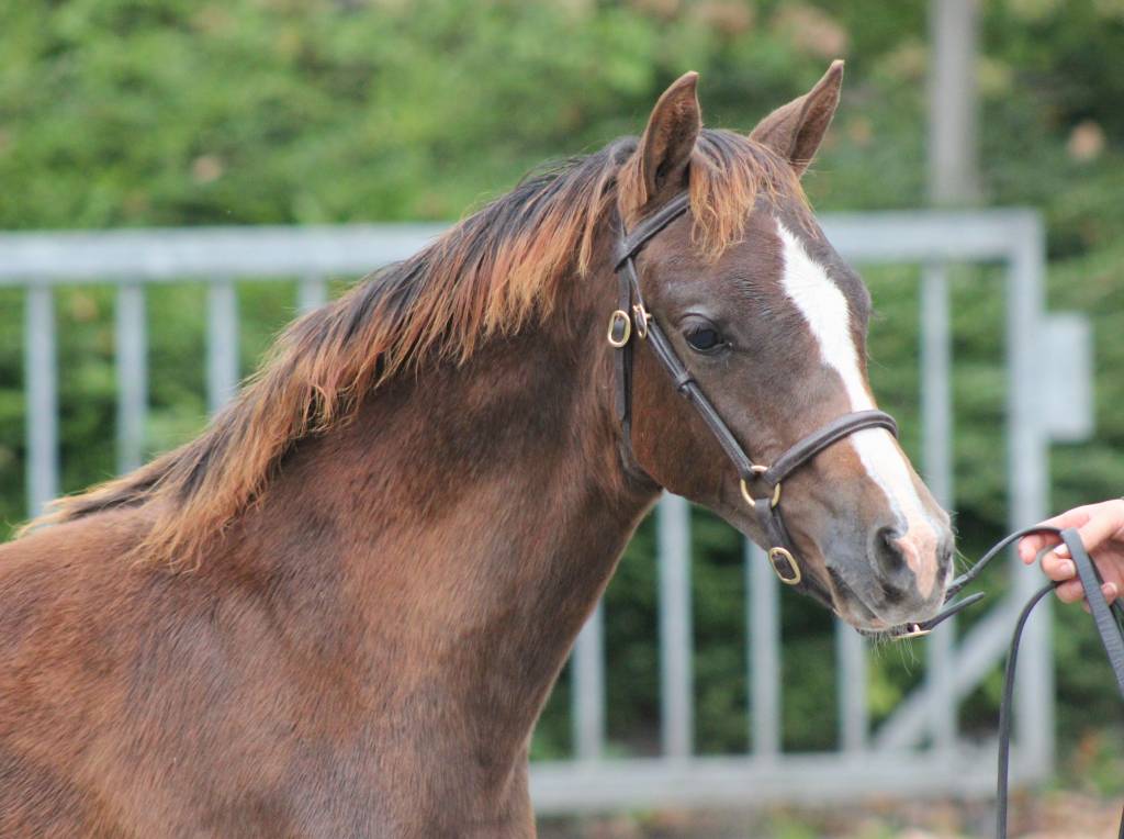 Ponytrends Show hoofdstel gladleder,  volw. maat met gevlochten frontriem