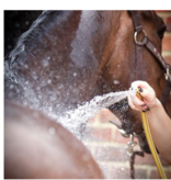 Smart Grooming Lavendel "splosh" was lotion