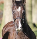 Ponytrends Show bridle leather "plain", adult size with plaited browband