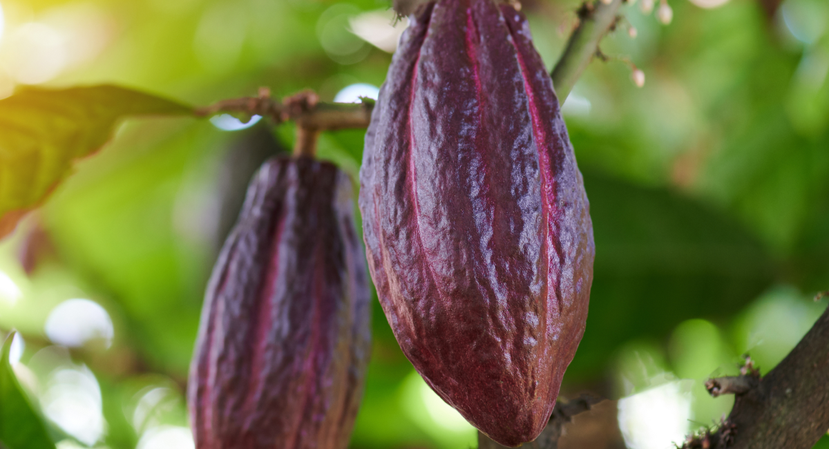 Sustainable cocoa, happiness all the way