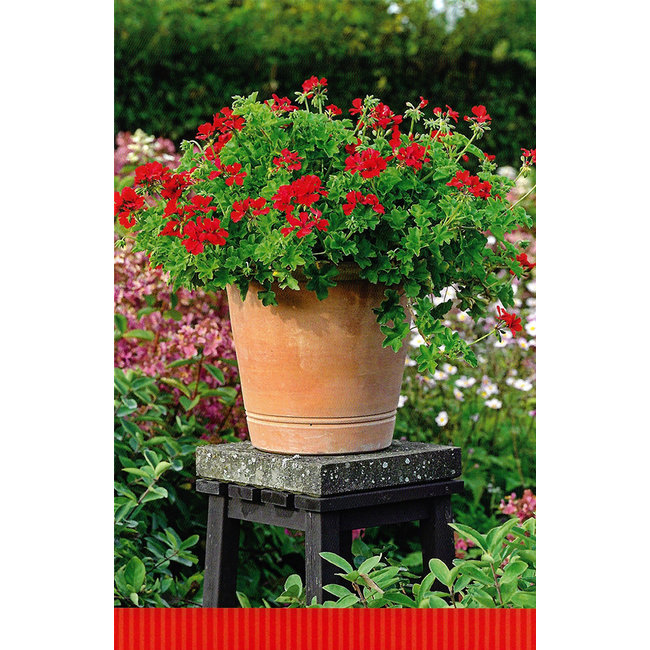 Grußkarte 'Blumen' (11x17cm)