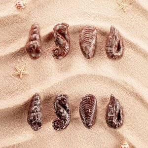 Seashells View