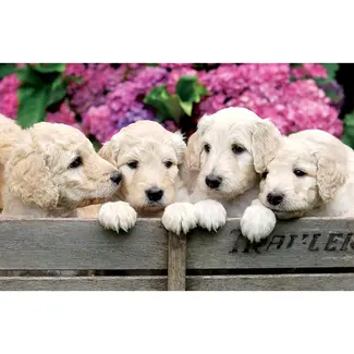 Greeting card 'dogs' (11x17cm)
