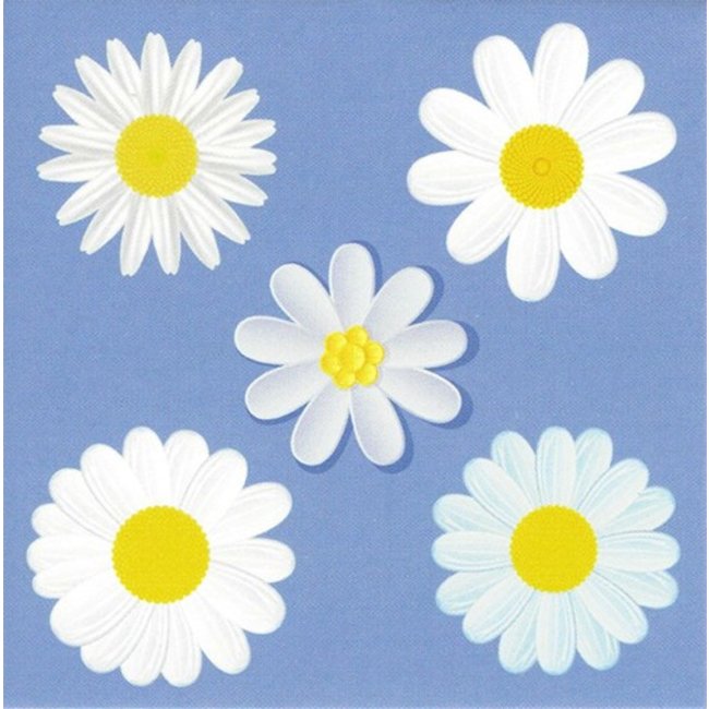 Greeting card 'Daisies' (7x7cm)
