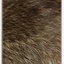 Fur collar raccoon Elmar