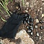 Rune stone set 25 obsidian stones with bag