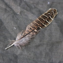 Pheasant feather, 10-18 cm