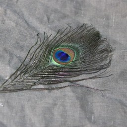 Peacock feather, 20 cm