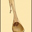 Olive wooden ladle, 30 cm