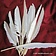 Goose feathers set of 10