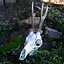 Deer skull with antlers and jaws