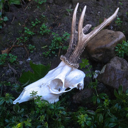 Deer skull with antlers and jaws