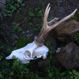 Deer skull with antlers and jaws