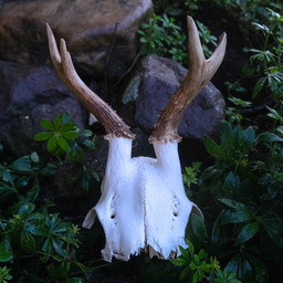 Deer skull with antlers, small