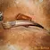 Lord of Battles Pagan drinking horn with brass fittings